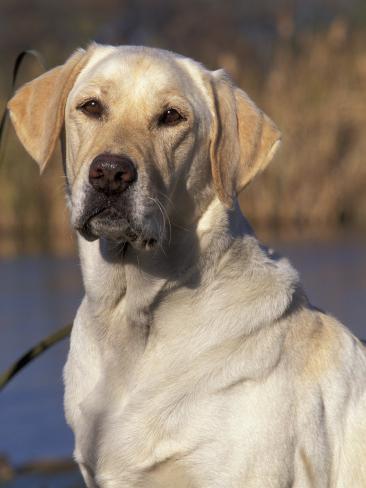 オールポスターズの リン m ストーン golden labrador retriever dog
