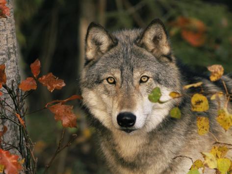 Grey Wolf Portrait, USA Photographic Print by Lynn M. Stone at ...