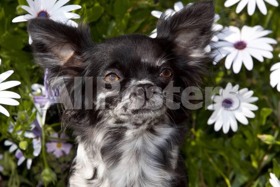 Long Haired Chihuahua Among Daisies Southern California Usa