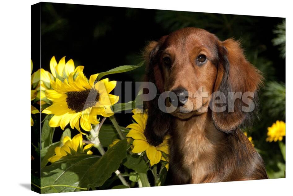 Mini Long Hair Dachshund Connecticut Usa Photographic Print By