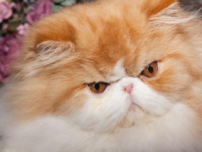 orange persian cat portrait photographic print lynn m stone orange persian cat portrait photographic print lynn m stone