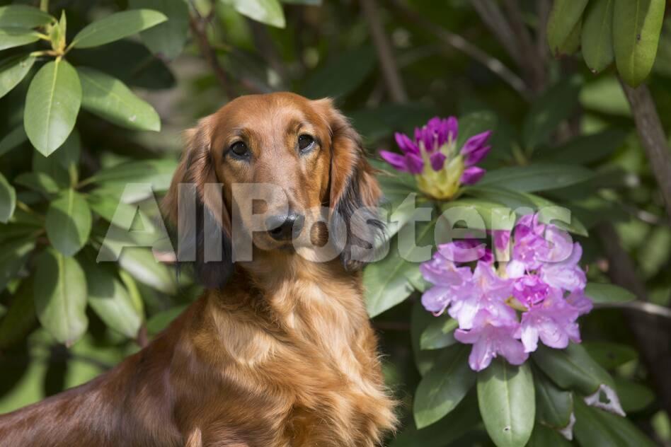Portrait Of Long Haired Standard Dachshund In Late Spring