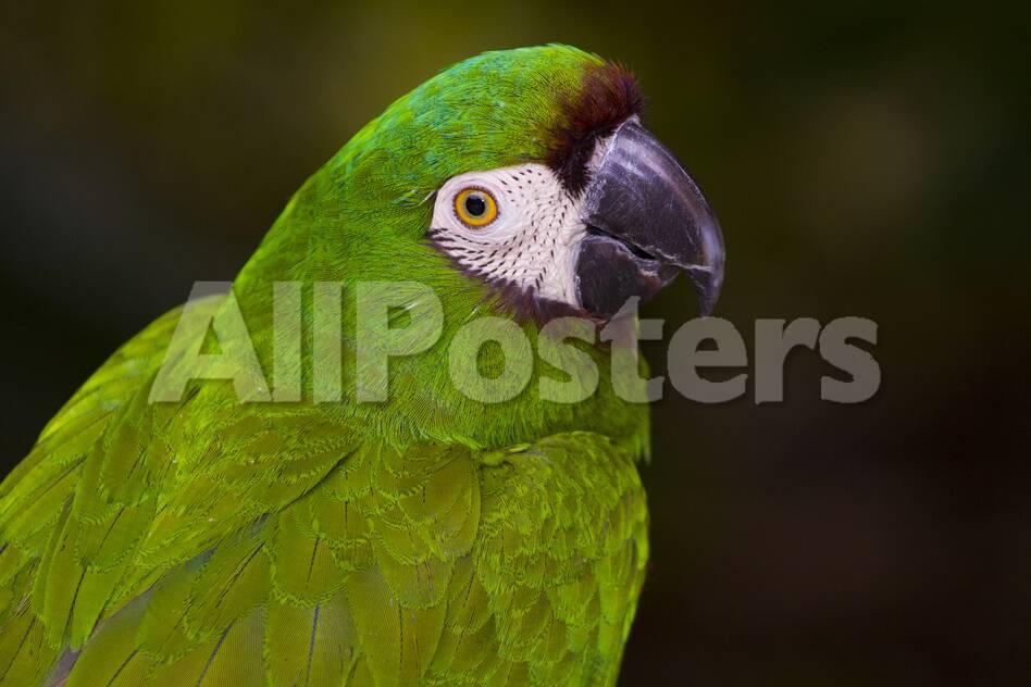 Severe Macaw (Ara Severa)' Photographic Print - Lynn M. Stone |  AllPosters.com