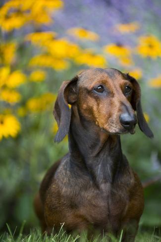 standard smooth dachshund
