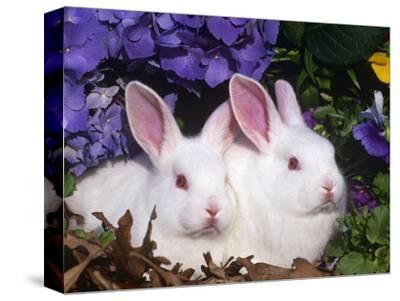 'Two Albino New Zealand Domestic Rabbits, USA' Photographic Print