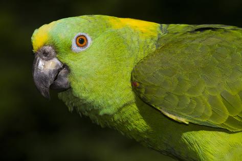オールポスターズの リン m ストーン yellow naped amazon parrot