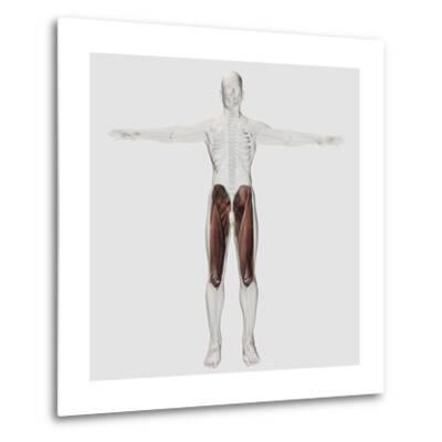 'Male Muscle Anatomy of the Human Legs, Anterior View' Poster - | AllPosters.com