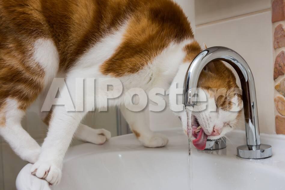 A Cat Drinking From A Bathroom Faucet Photographic Print By Mark A