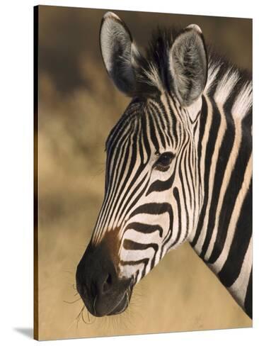 Burchells Zebra, Close-up Portrait, Botswana (August) Photographic ...