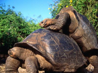 Galapagos Giant Tortoises Mating (Geochelone Elephantopus), Galapagos, Ecuador Photographic ...