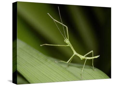 Nymph Walking Stick on a Blade of Grass