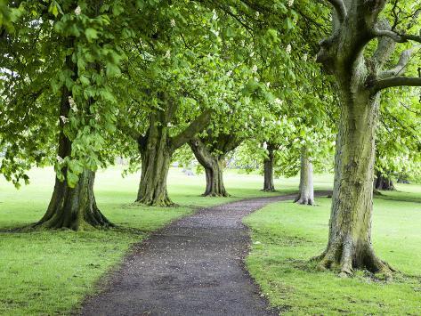 Spring Trees on the Stray in Spring, Harrogate, North Yorkshire ...