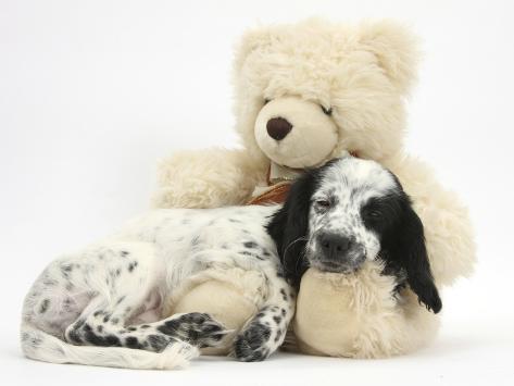 teddy bear cocker spaniel