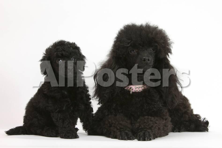Black Toy Poodle And Puppy 7 Weeks Photographic Print By Mark Black Toy Poodle And Puppy 7 Weeks Photographic Print By Mark Taylor At Allposters