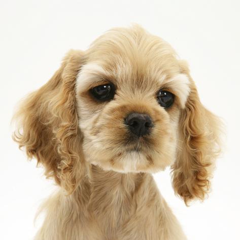 buff american cocker spaniel puppy china 10 weeks photographic