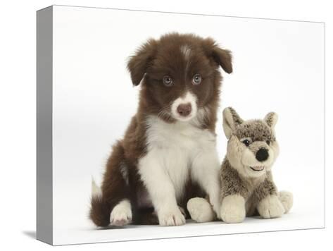 toy border collie puppies