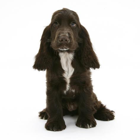 chocolate cocker spaniel puppies chocolate cocker spaniel puppies