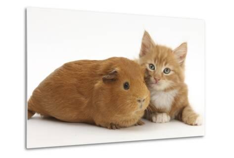 kitten and guinea pig