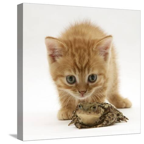 Ginger Tabby Kitten Looking At Common European Toad Bufo Bufo