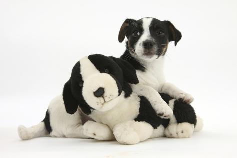 jack russell soft toy dog