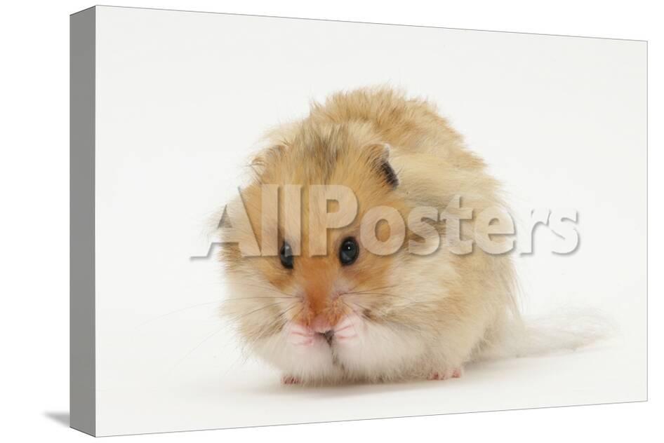 Long Haired Syrian Hamster Photographic Print By Mark Taylor At