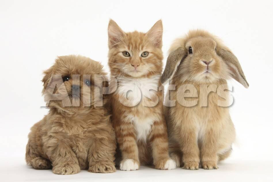 Peekapoo Pekingese X Poodle Puppy Ginger Kitten And Sandy Lop