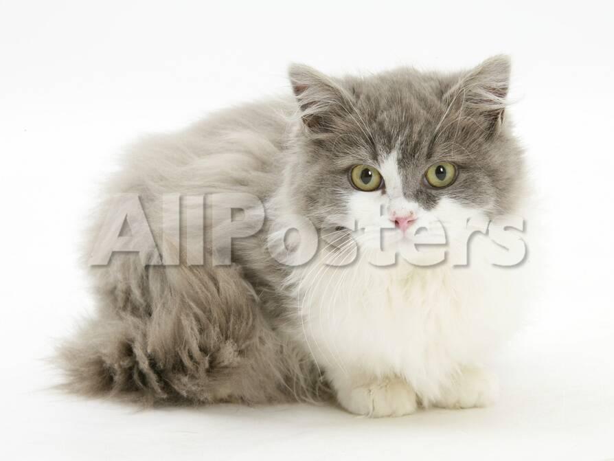Ragdoll X British Shorthair Kitten 12 Weeks Photographic Print By