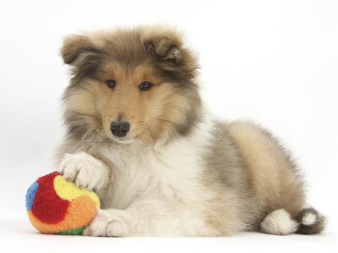 rough collie soft toy