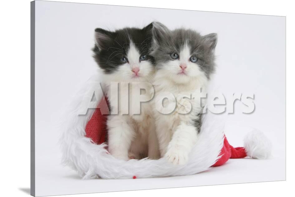 Two Black And White And Grey And White Kittens In A Father