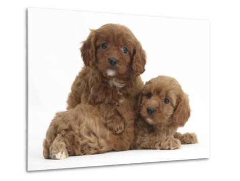 6 week old cavalier king charles spaniel