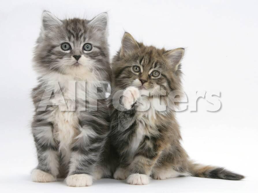 Two Maine Coon Kittens 8 Weeks One With Its Paw Raised