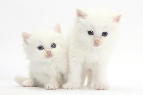 two white kittens