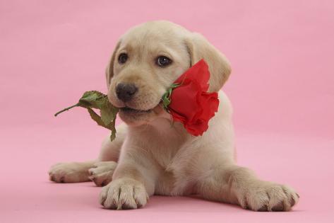 Yellow Labrador Retriever Bitch Puppy, 10 Weeks, with a Red Rose ...