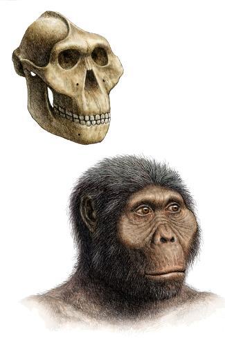 Картинки по запросу australopithecus boisei