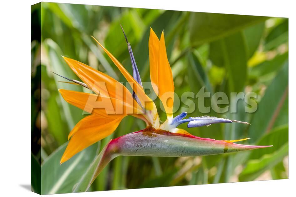 Bird Of Paradise In Na Aina Kai Botanical Gardens And Sculpture