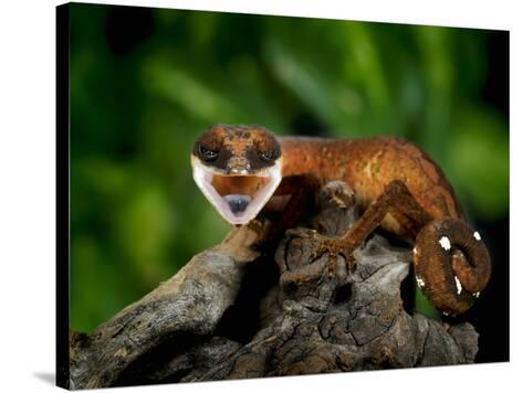 cat gecko for sale