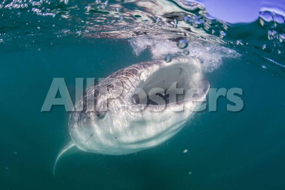 Whale Shark Rhincodon Typus Filter Feeding Underwater Off El