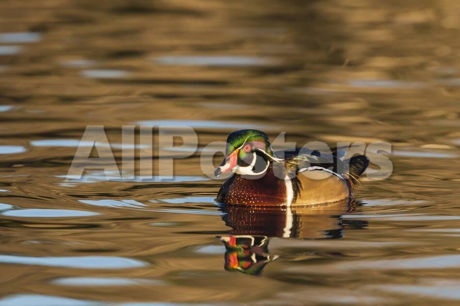 Male Wood Duck Reflected In The Golden Evening Colors Of Lake Murray Photographic Print Michael Qualls Allposters Com
