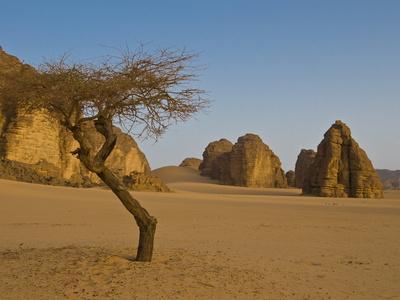 Lonely Tree in the Sahara Desert, Southern Algeria, North ...