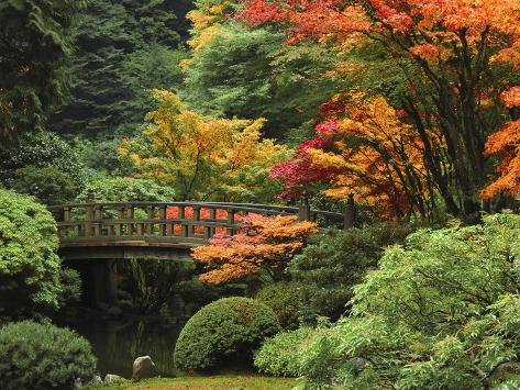 Moon Bridge In Autumn Portland Japanese Garden Portland Oregon Usa Photographic Print Michel Hersen Allposters Com