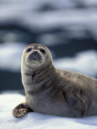 Harbor Seal on Ice Flow Le Conte Glacier Alaska USA 