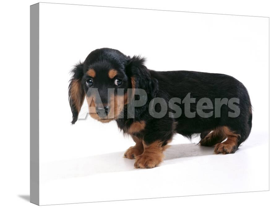 Miniature Long Haired Dachshund Photographic Print At Allposters Com