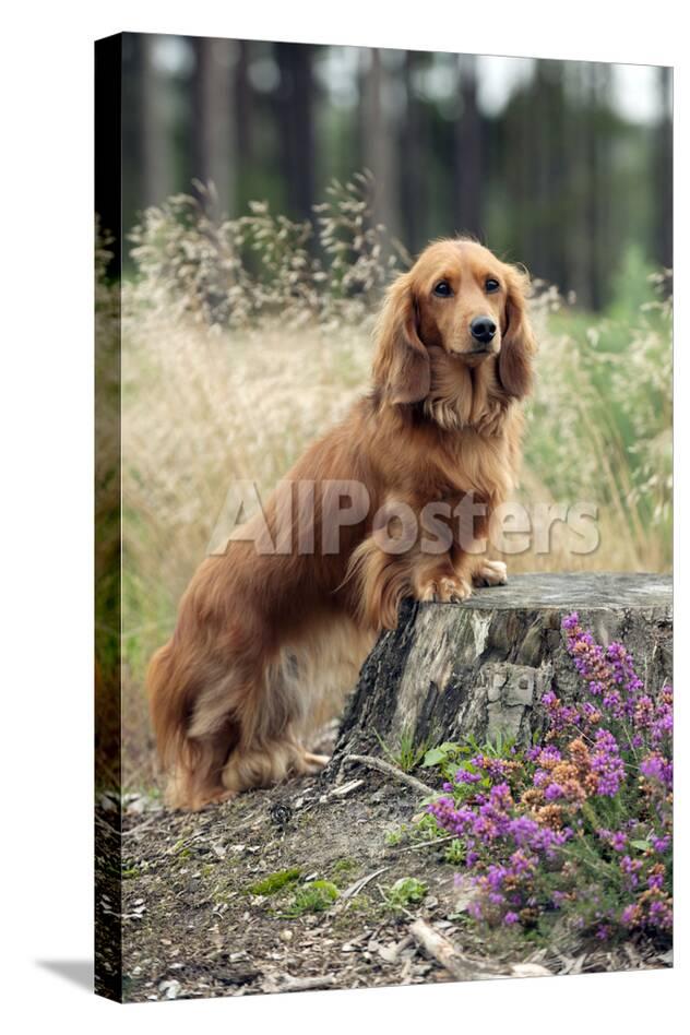 Miniature Long Haired Dachshunds On A Tree Stump Photographic