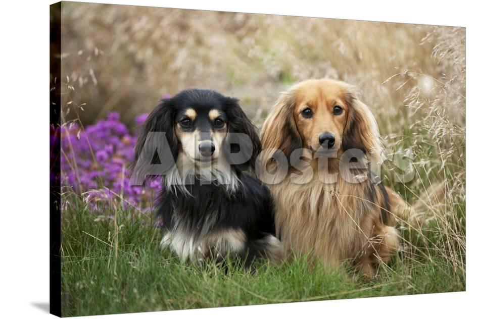 Miniature Long Haired Dachshunds Sitting Together Photographic