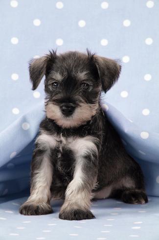 mini schnauzer puppies mini schnauzer puppies