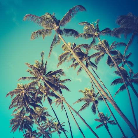 retro diagonal palm trees in hawaii photographic print by mr doomits