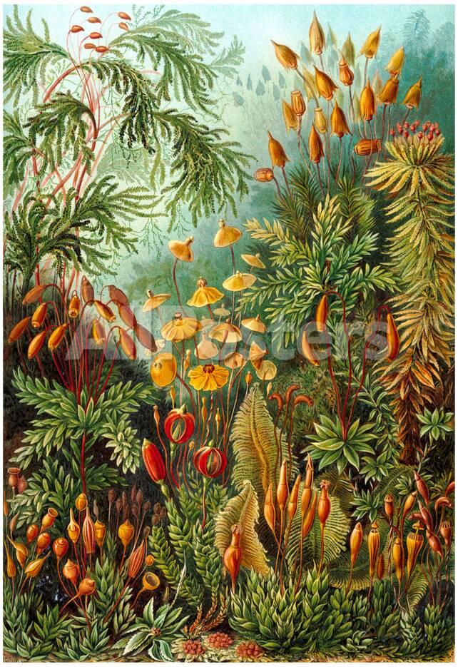 muscinae nature art print
