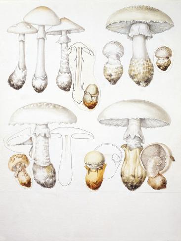 オールポスターズの mushrooms illustration 写真プリント オールポスターズの mushrooms illustration 写真プリント