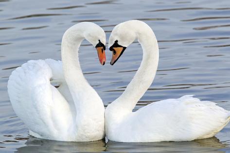 mute swan courtship display