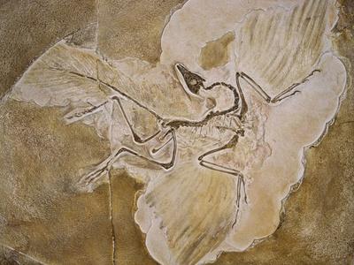 the archaeopteryx fossil